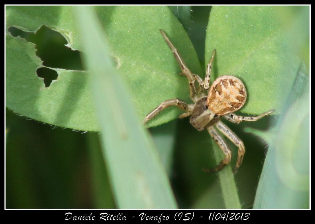 Xysticus sp. - Venafro (IS)